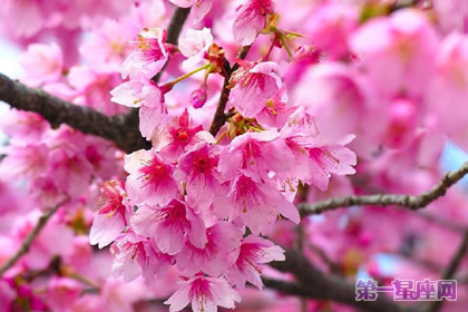 花语:冬樱花,生日花语东方的神秘