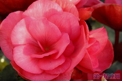 海棠花花语与传说